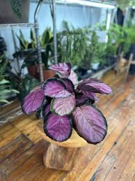 Image result for calathea