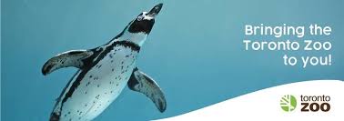 The zoo says of the 18 penguin species around the world, the african penguin is one of the most endangered. Calling All Educators And At Home Learners Attractions Ontario