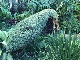 Image result for Pilea angolensis