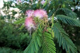 This stately tree used to cover around 650 million acres of the southeastern united states coastal plain. 201907051837015 Mimosa Tree Albizia Julibrissin Red And White Flowers Cabarras Co Nc