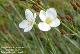 Image result for Gomphostigma