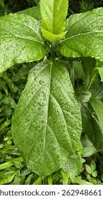 Image result for Urera