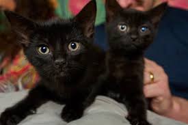 ‪With numbers of abandoned cats soaring, we somehow found ourselves with 11  | Cats | The Guardian‬‏