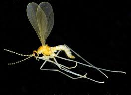 Joint legs allow more mobility on land. Dark Taxa Gbol Iii Dark Taxa