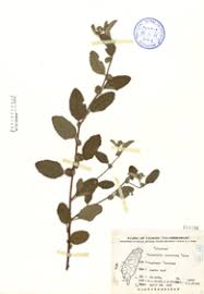 Image result for Triumfetta tomentosa