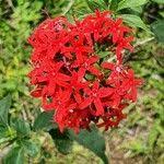 Image result for Rhodopentas