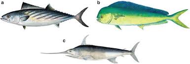 Image result for Scombroid Fish Poisoning