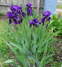 My late grandmother, bernice miller, was a well known tall bearded iris. Irises Forum My Least Favorite Iris Garden Org