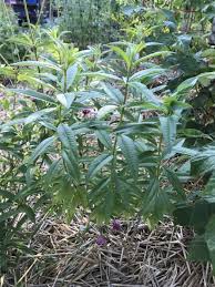 As a native to south. Lemon Verbena Growing Using The Garden Diaries