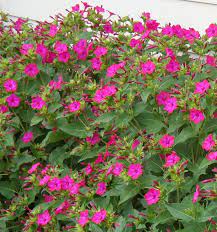 Pin On Outdoor Ideas