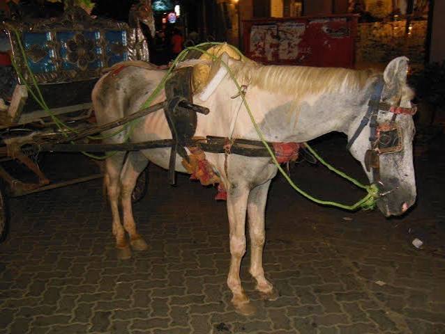 PROGRESS! Victorias Restricted in Colaba and Elsewhere - Blog - PETA India