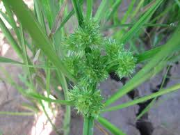 Image result for Courtoisina cyperoides