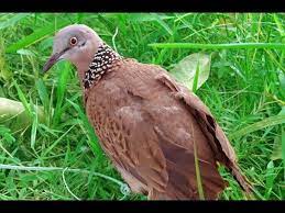 Ciri ciri burung tekukur yang bisa dijadikan pikat atau tidak (untuk pemula). Derkuku Kuk 3 Suara Besar Youtube