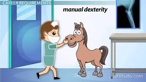 Veterinarian Equine How Does One Become An Equine