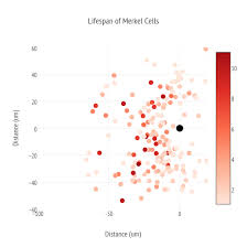 A rare disease in which cancer cells form in the skin. Lifespan Of Merkel Cells Scatter Chart Made By Logangre Plotly