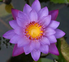 The Sacred Lotus Flower Nelumbo Nucifera Lotus Flower Pictures Lotus Flower Painting Beautiful Flowers