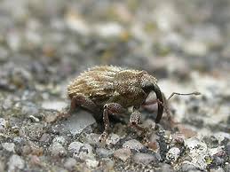 Image result for Trichopteryx elegantula