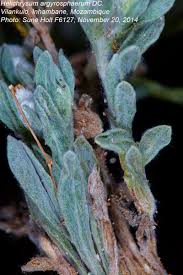 Image result for Helichrysum argyrosphaerum