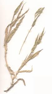 Image result for Urochloa panicoides