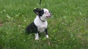 521 likes · 5 talking about this. 3 Month Old French Bulldog Pup For Sale In Cleveland Ohio Classified Americanlisted Com