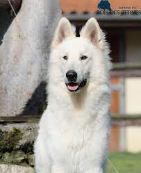 berger blanc suisse males elevage de berger blanc suisse du bois des ternes berger blanc suisse berger suisse berger blanc