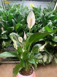 Peace Lily Spathiphyllum Air Purifying Indoor Plant In 4 3d Etsy Air Purifying Plants Plants Peace Lily