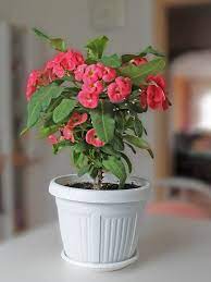 This indoor plant grows well in a whole range of lighting conditions. 20 Flowering Houseplants That Will Add Beauty To Your Home Bob Vila