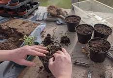 Image result for soil concitancy for growing vegetables in uk