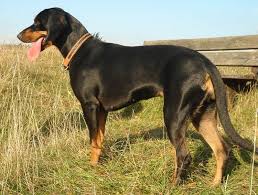 Black And Tan Hound Dog Breeds Austrian Black And Tan Hound Osterreichische Glatthaarige Bracke Vieraugl Brandlbracke Dogs Puppy Hound Dog Breeds Dog Breeds Hound Dog