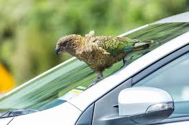 Kea Lab | Animal Minds Lab