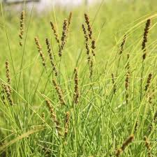 Image result for Carex macrophyllidion