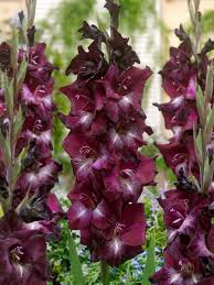 Image result for Gladiolus zambesiacus