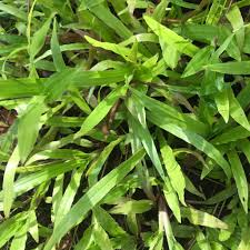 Image result for Axonopus