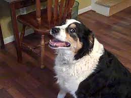 Pennsylvania is where greenfield puppies was founded in 2000. Bean Border Collie Bernese Mountain Dog Youtube