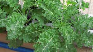 In late summer or early fall, you can also direct seed kale plants outdoors. Growing Kale In Your Garden Geekgardener