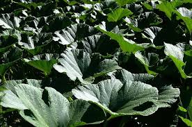 Indigenous leafy vegetables are one such traditional meals that have been consumed over the centuries in kenyan homes. Indigenous Vegetables Eaten In Kenya Nutrition Point