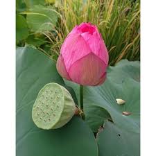 Home is where the heart is. Lotus Flower Seeds