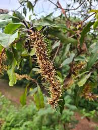 Image result for Faurea racemosa