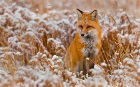 Search our extensive online collection to find wallpaper, coordinating borders and fabrics, murals and much more. Fox Animal Hd Wallpaper Red Fox Animal Pictures Cool Backgrounds