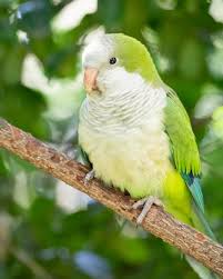 They will fight and even kill to protect their home. 5 Features About Quaker Parrot Aislac
