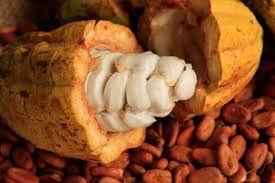 Pertumbuhan yang terjadi pada tumbuhan ada di daerah meristematis (titik timbuh), yaitu bagian yang mengandung jaringan meristem. 10 Khasiat Menakjubkan Kakao Bagi Kesehatan Tubuh