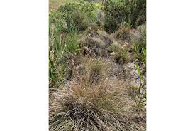 Image result for Diheteropogon amplectens