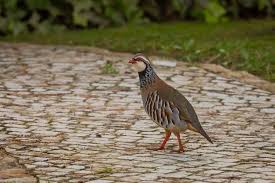 Image result for Alectoris rufa