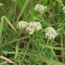 Image result for Agathisanthemum bojeri