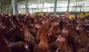 Update Harga Ayam Petelur Terkini Langsung Dari Peternak Aplikasi Pertanian Media Agribisnis Gdm Agri
