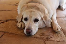He is a very large labrador retriever, standing a head taller than most others of his breed and boasting a huge. How To Help Your Fat Dog Lose Weight Puppy Paws Hotel Spa