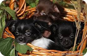 Our chihuahuas are outgoing, healthy and ready to be your babies! Portland Or Chihuahua Meet Chihuahua Papillon Puppies A Pet For Adoption