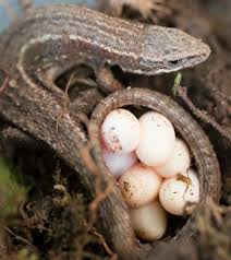 S'Pore Man Finds More Than 10 Lizard Eggs While Fixing Home Electrical  Switch - Mothership.Sg - News From Singapore, Asia And Around The World