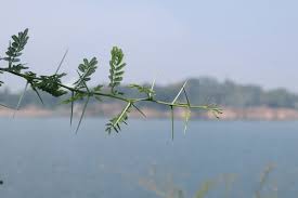 Image result for Acacia cornigera