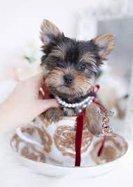 We did not find results for: Morkie Puppies Florida Teacup Puppies Boutique